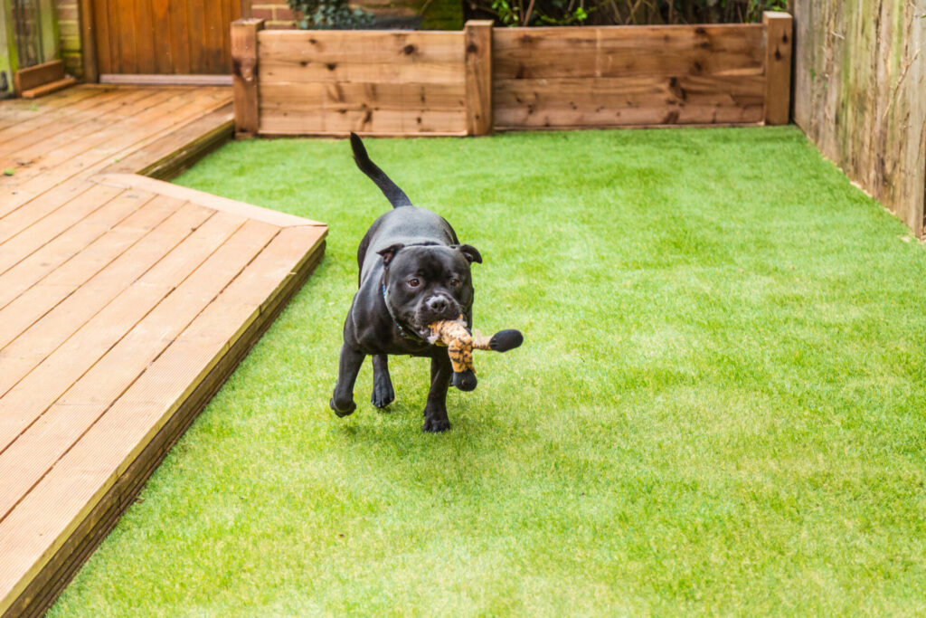 4 Reasons to Install Pet Turf in Your Back Yard Now