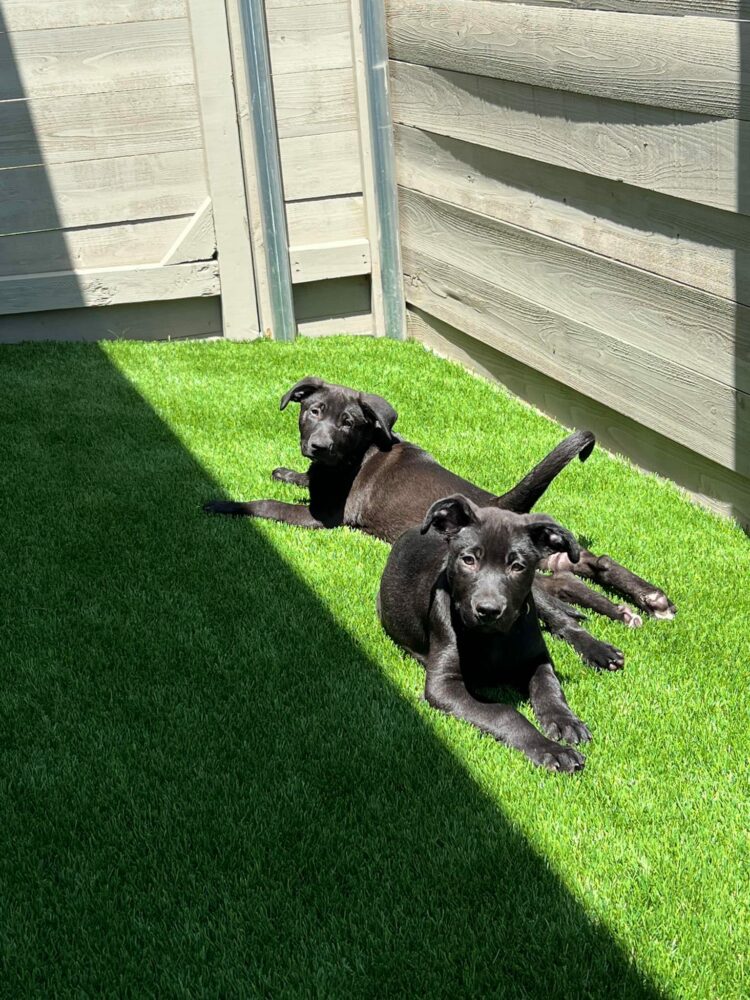 4 Benefits of Installing Pet Turf