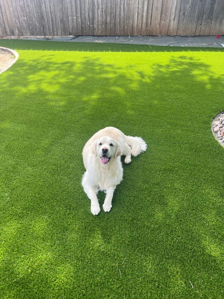 Pet friendly synthetic grass and turf