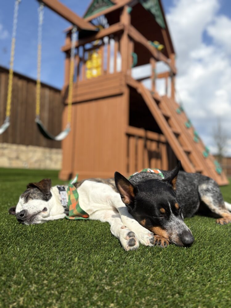 Pet Turf