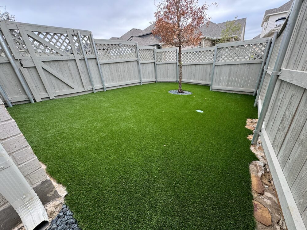 backyard tree