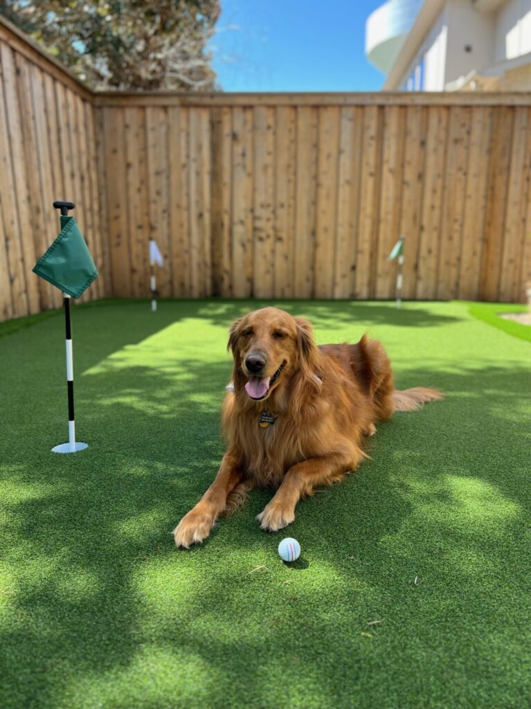 dog and mini golf course