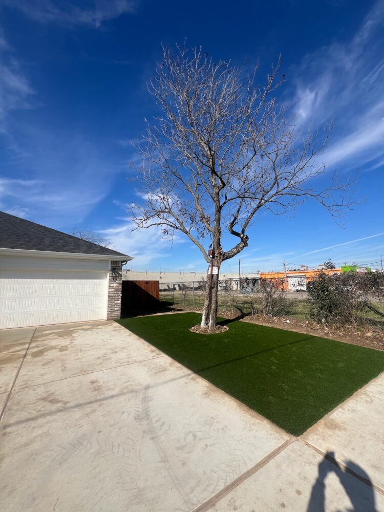 front yard tree
