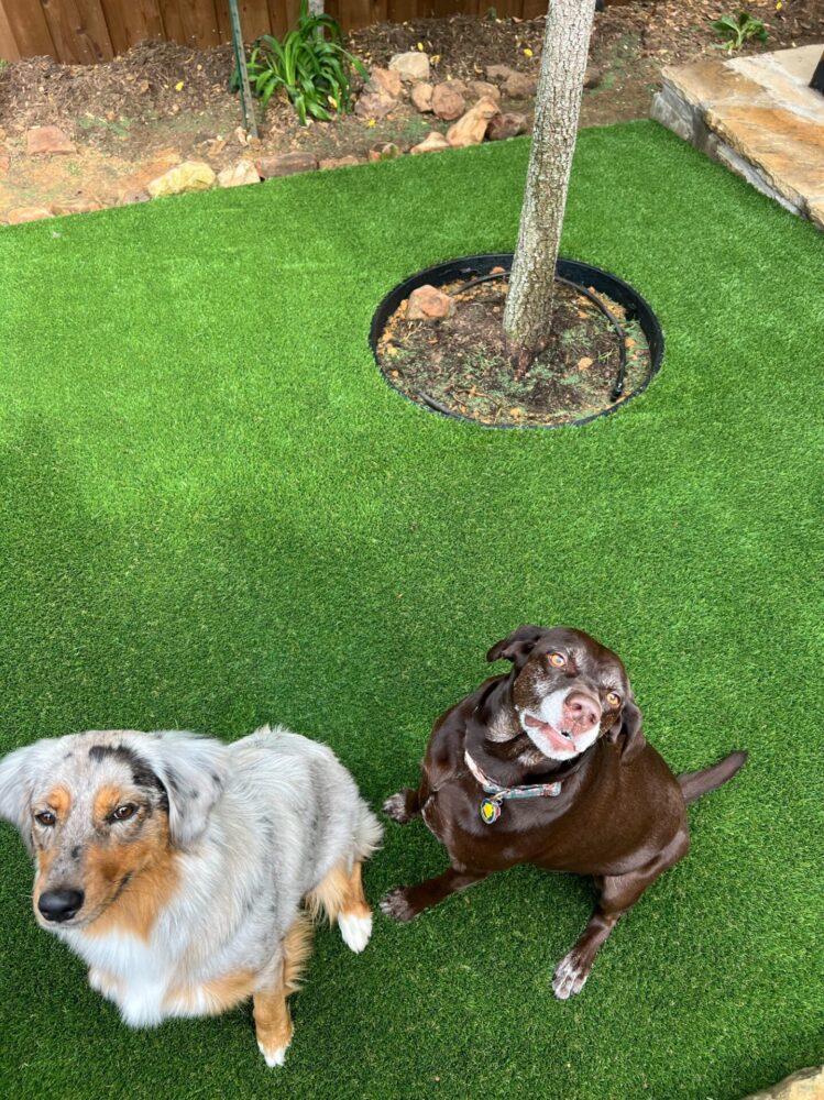 Pet-Friendly Backyard Artificial Turf: How Do You Choose the Right Grass and Handle Waste the Right Way? Pet-Friendly Backyard Artificial Turf: How Do You Choose the Right Grass and Handle Waste the Right Way?